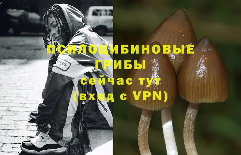 Псилоцибиновые грибы Psilocybe  где найти наркотики  Копейск 